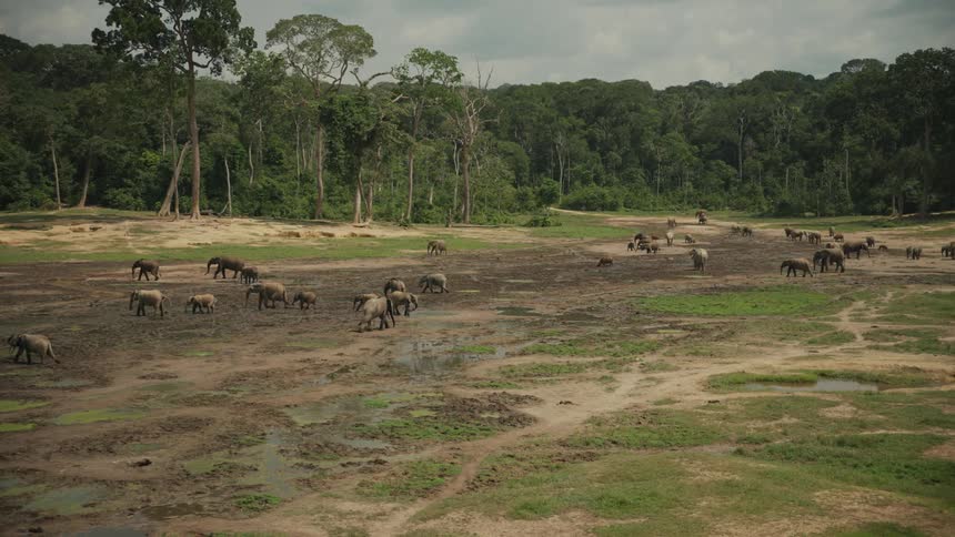 Herd of elephants walking around on flat land in a nature preserve with a lush dense green national park forest in the background