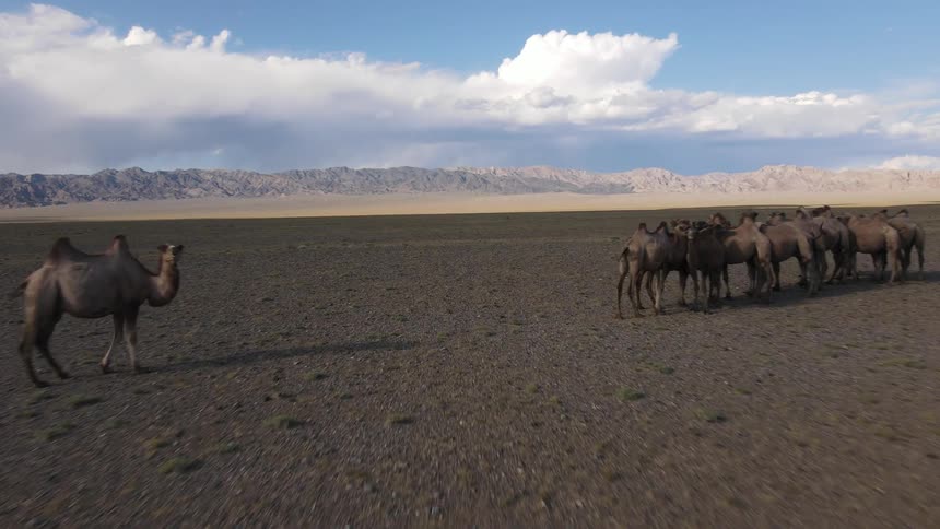 A herd of camel in the desert