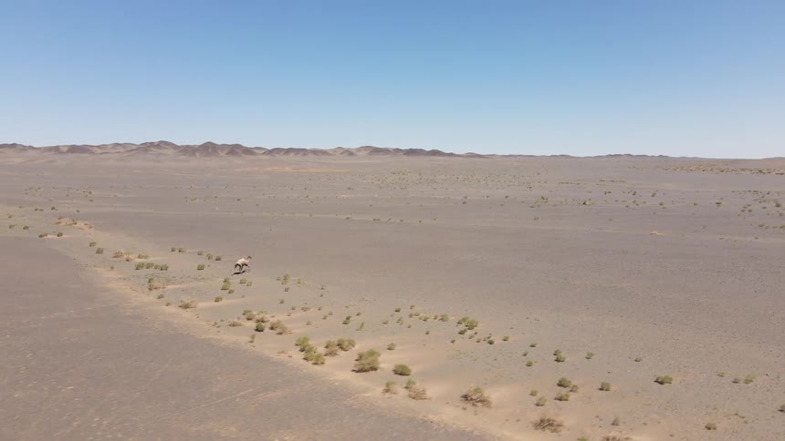 A camel running through the desert