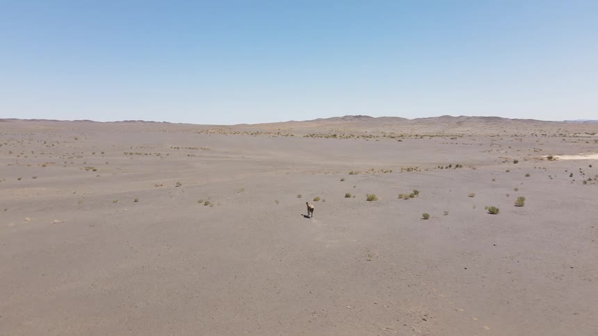 A lone camel running in the desert