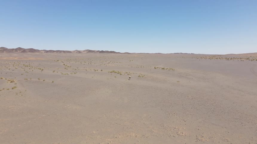 Aerial panorama of an animal running in the midst of a desert