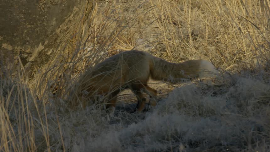 A red fox walks through tall weeds while hunting