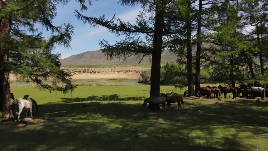 Aerial view of brown horses grazing in the field near the river