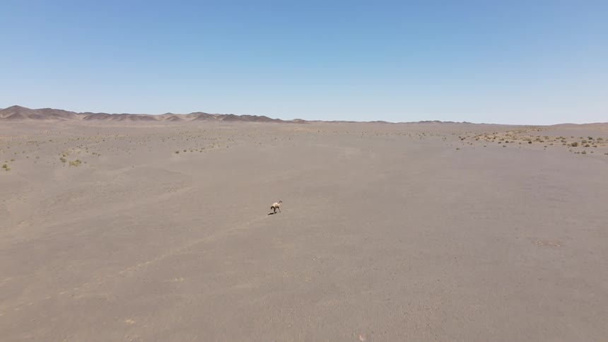 A large mammal running on sand in a large desert