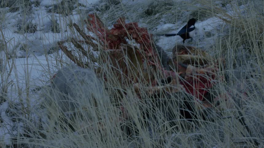 A coyote feeding on the carcass of a large animal