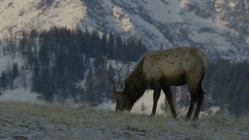 Elk grazing on grass in front of mountains