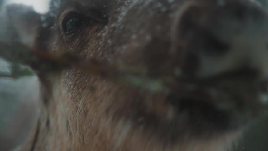 Close up of a reindeer grazing