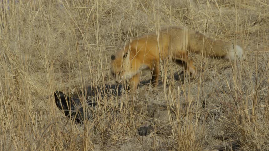 Fox walking alongside a magpie and raven in tall grass