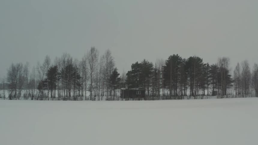 A forest of trees in a region with snow on the ground