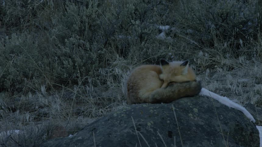 A fox is sleeping on top of a rock