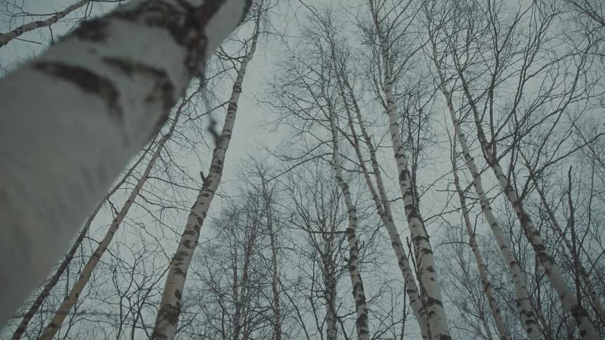 Deciduous trees in winter dormancy