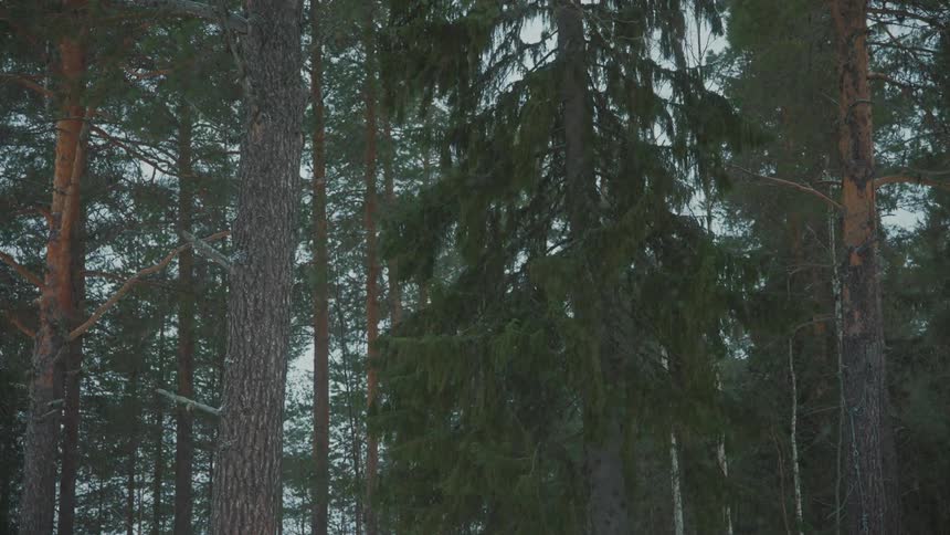 It is snowing in the forest