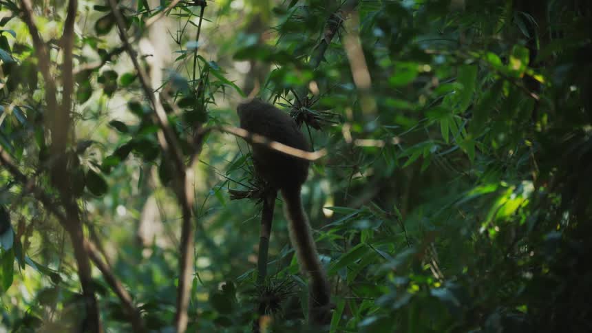 A lemur among the branches in nature feeding