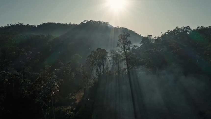 Many sun rays are hitting a forest of trees
