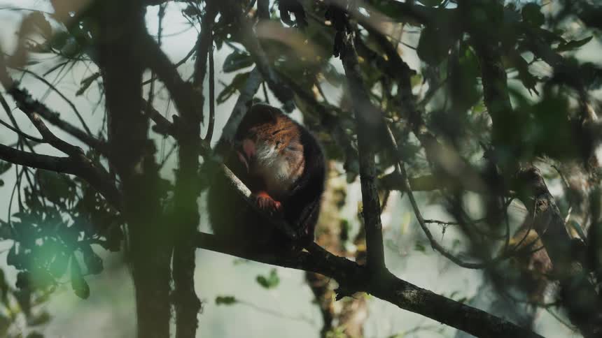 Red furry lemur standing on a branch in the jungle tree tops