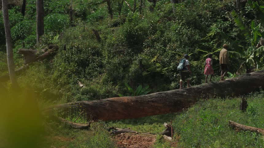 People walking across a downed tree trunk in a tropical forest