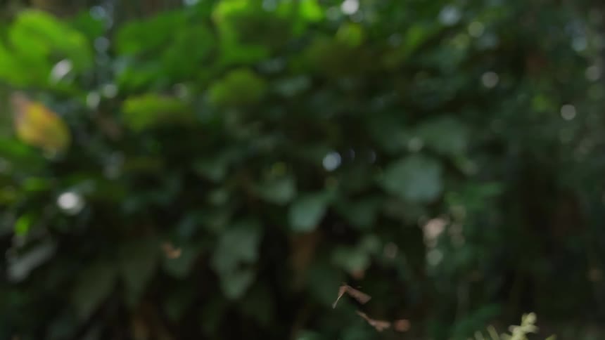Butterfly moths fly in front of green plants
