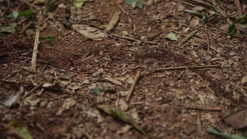 Colony of ants marching in a line on the forest floor