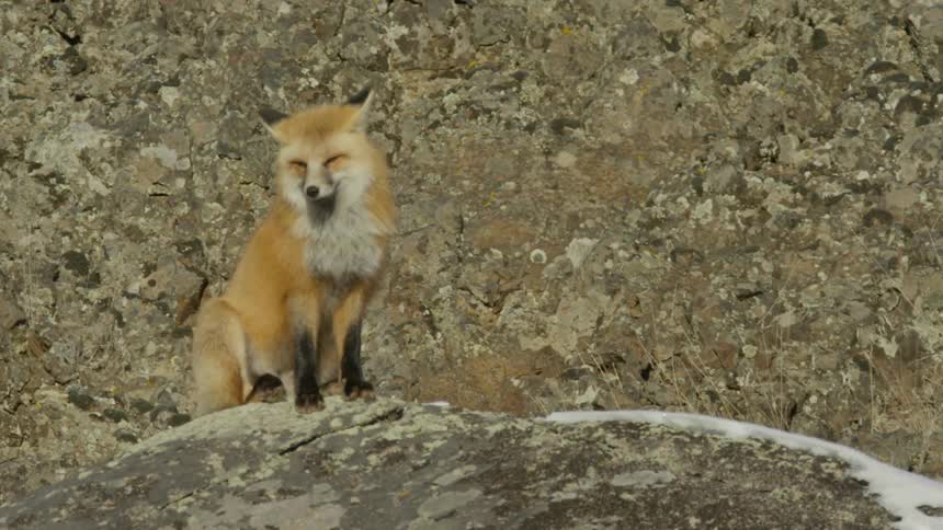 A fox sitting on a rock