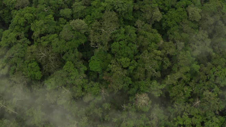 Fog hangs over the forest