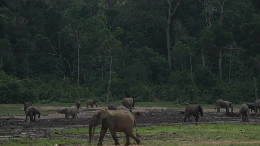 A herd of elephants in a mud pit next to the forest