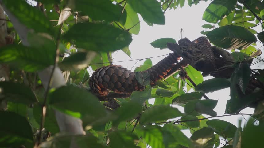 A clip of a pangolin on a tree branch