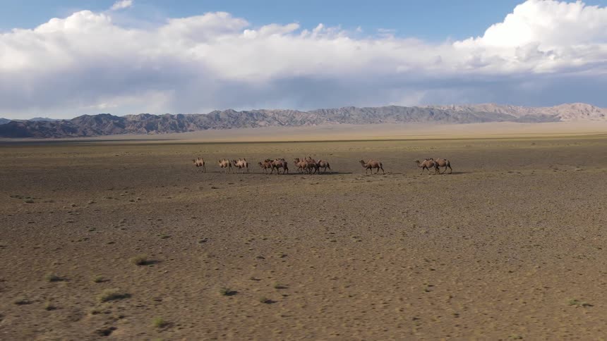 Panorama of camels walking in the midst of dry ground with a mountain range on the horizon