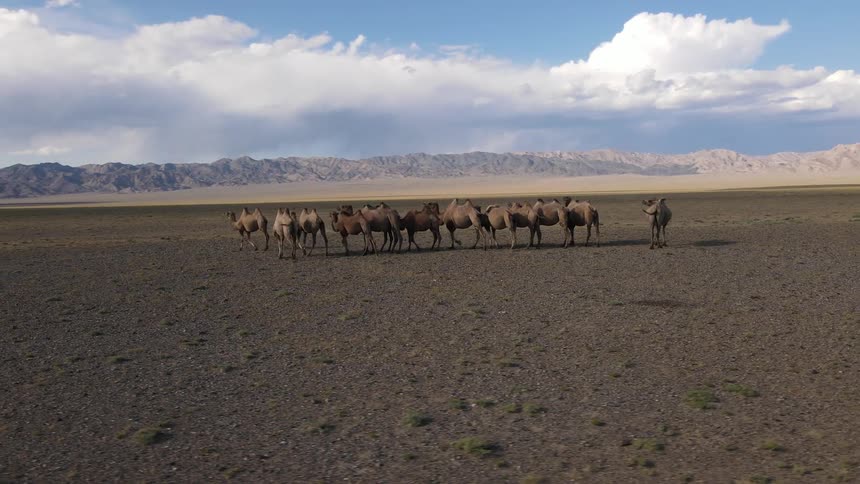 A caravan of camels walking in the desert