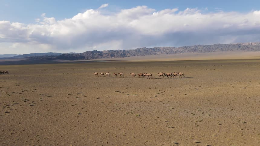 A herd of camels walking in the desert towards another herd of camels