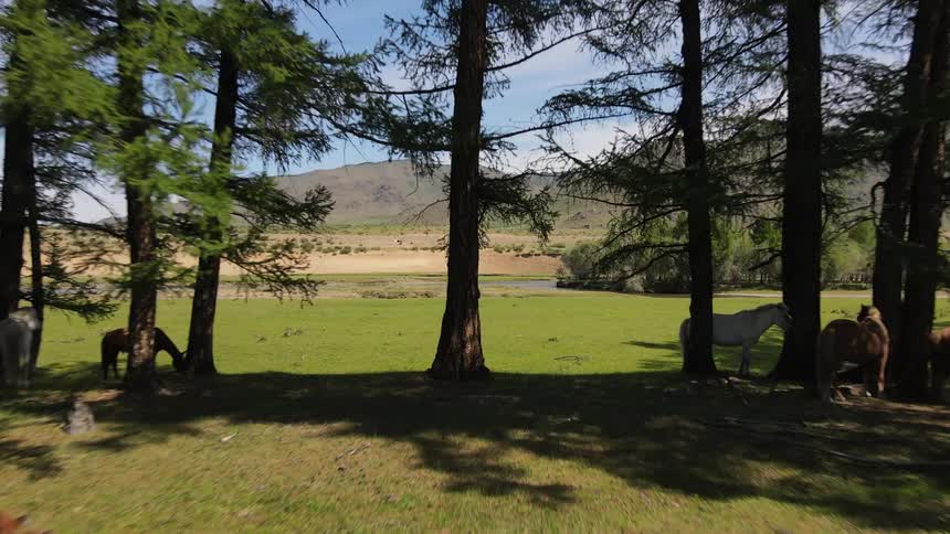 A group of horses rest and graze in an evergreen grove on a partly sunny day