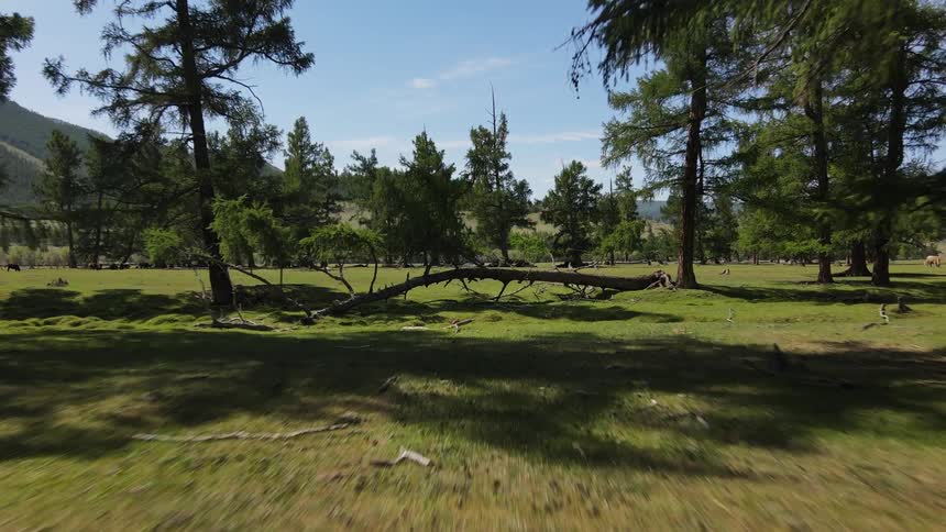 Horses lay around in the forest