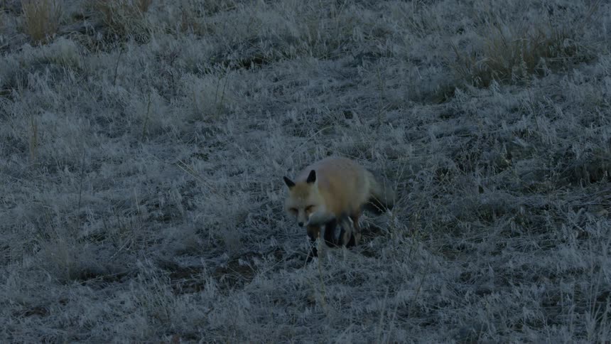 Fox walking out of frame