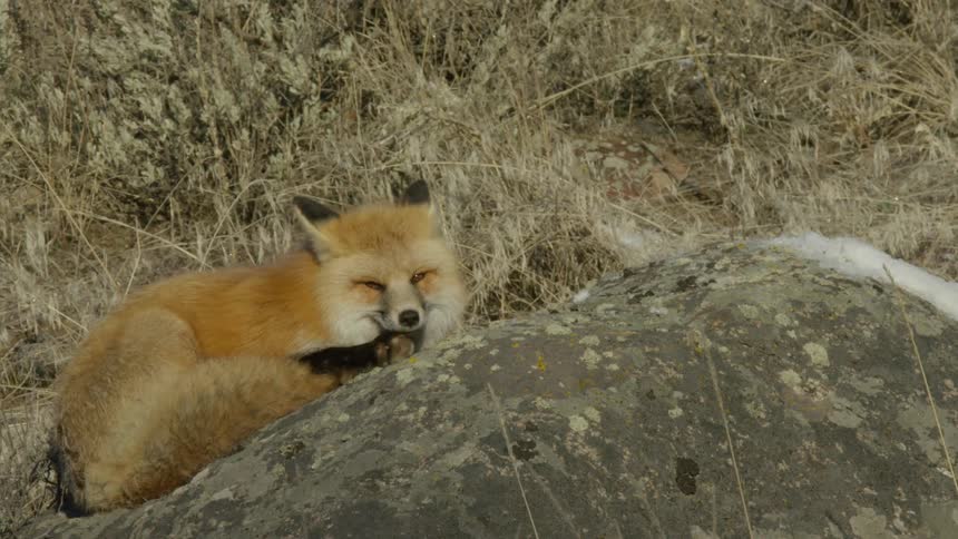 A fox resting on a rock