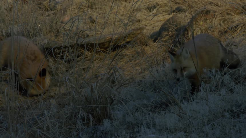 Two foxes walking and digging on dry and snowy ground