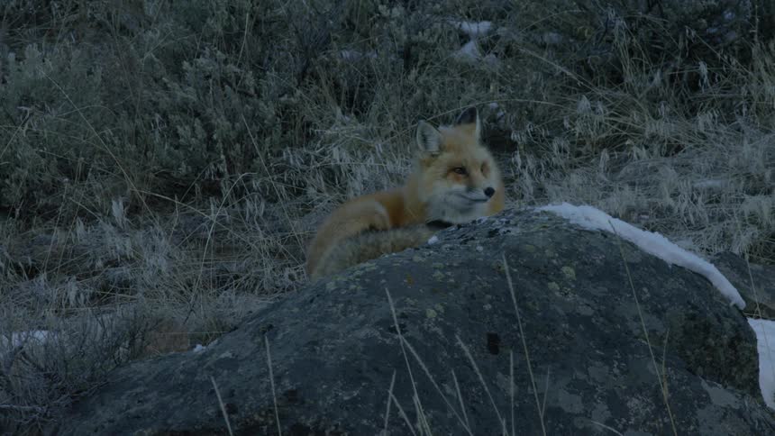 Red fox grooming itself on a boulder