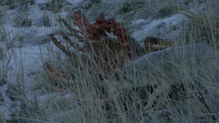 Coyote tearing meat from a dead animal on a snow covered hillside behind tall brown grass