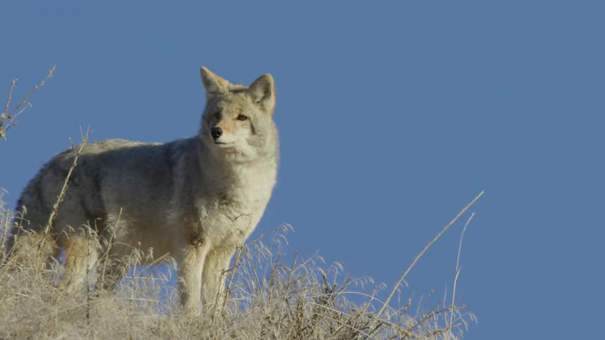 A coyote walking on a ridge