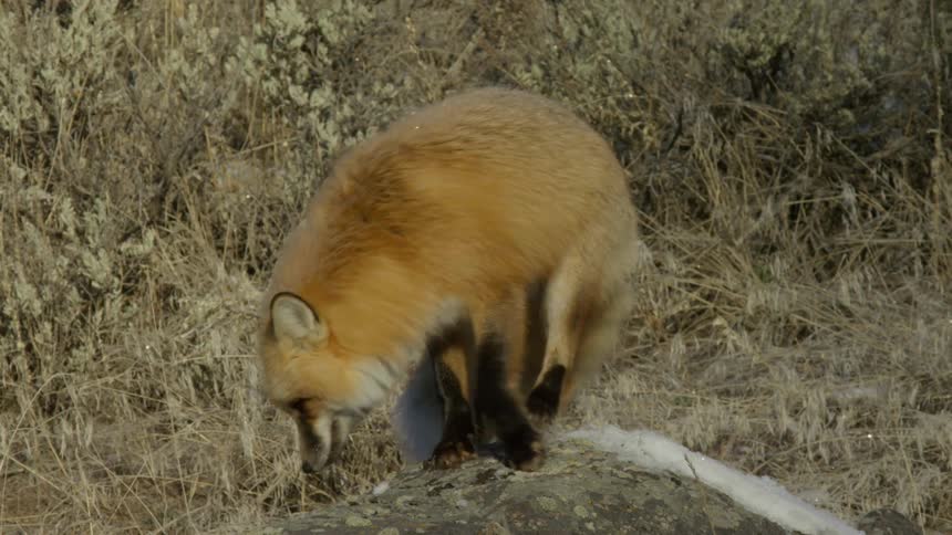 Fox stands up and lays down