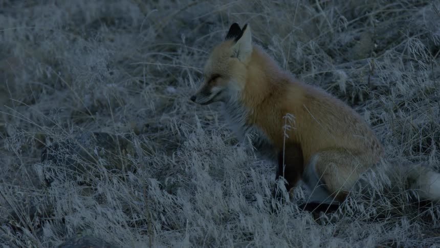 Red fox sitting in the wilderness