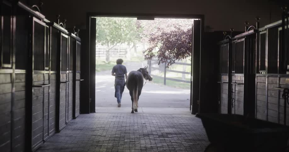 Stable boy walks out a horse
