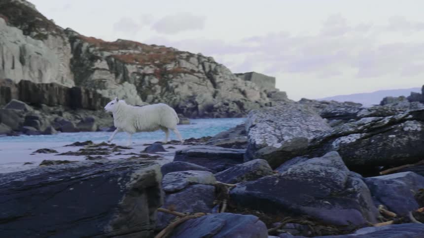 Sheep run down rock mound and across white beach at base of promontory