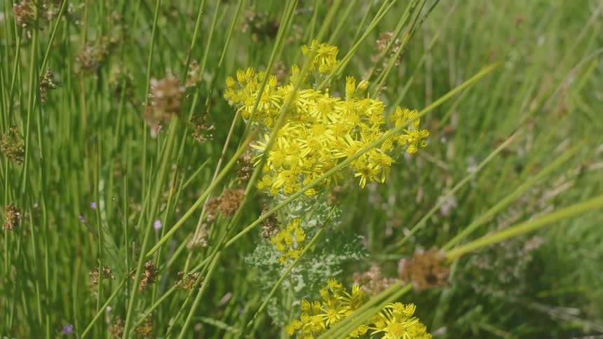 Long grass and yellow flowers in a field