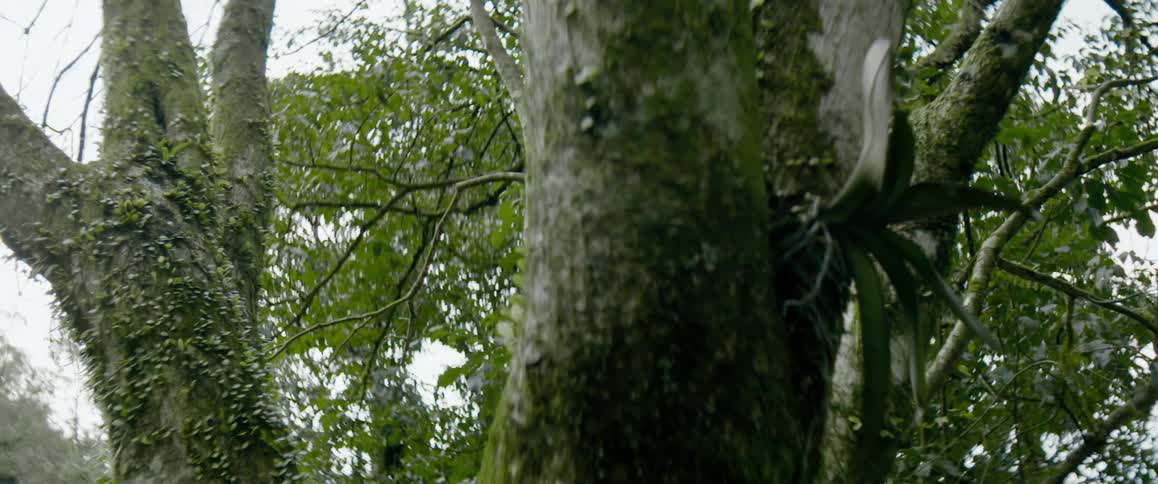 The trunk of a tree with moss in the forest