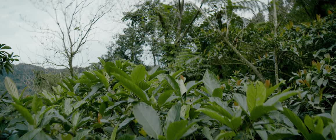 A tropical forest is filled with lush green vegetation and plants