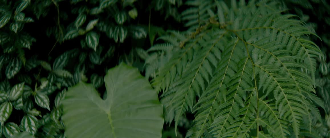 The leaves of tropical plants shine as they grow in the rainforest