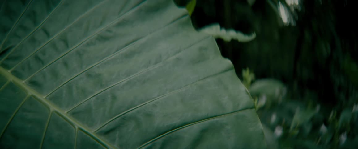 A large green leaf near small green plants