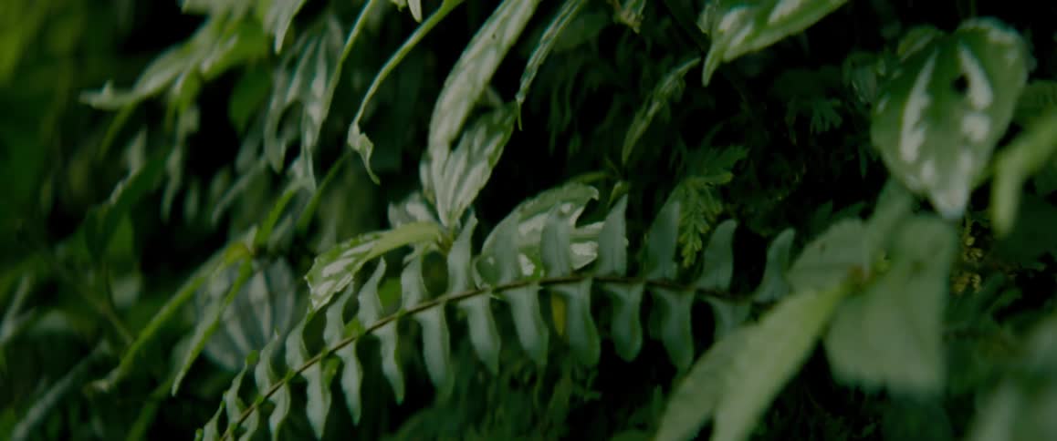 Green leaves of tropical plants shine in the sunlight and move in the breeze
