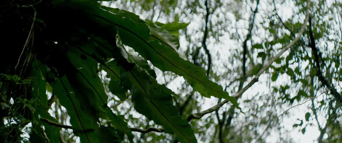 A clip of a plant in the forest