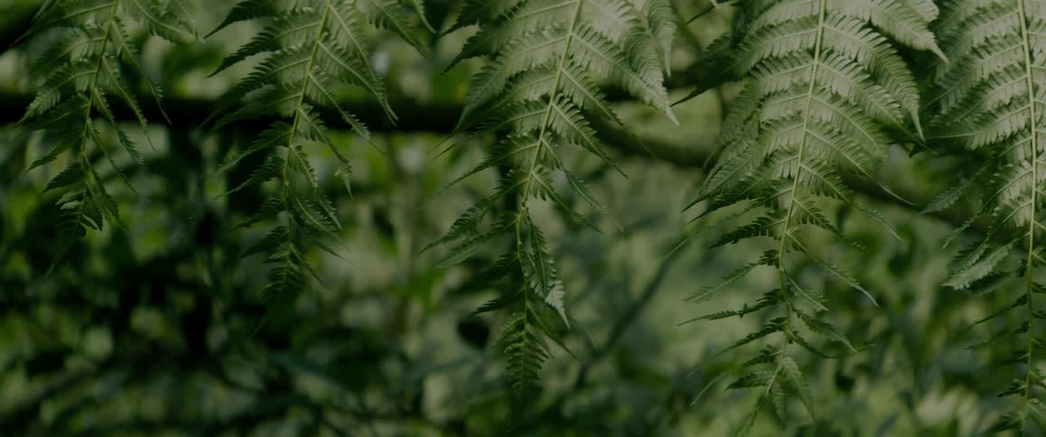 Close up of fern leaves in the wilderness