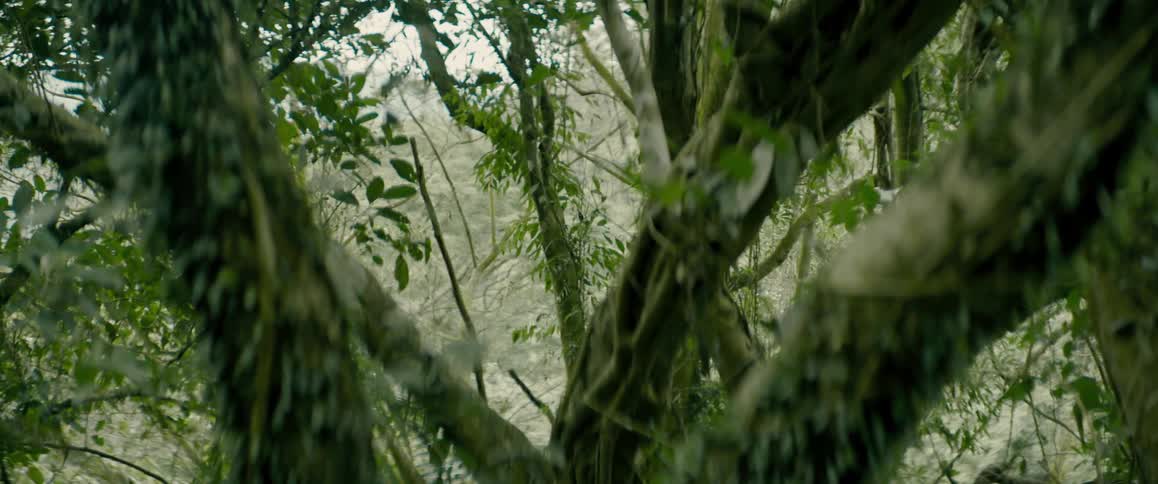 Trees in a forest with plants on the trunk